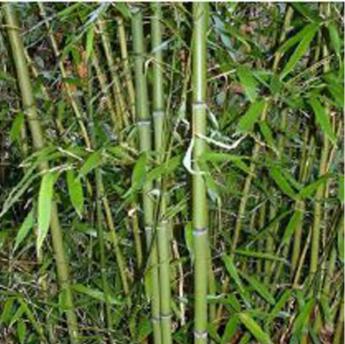 Phyllostachys Viridiglaucescens