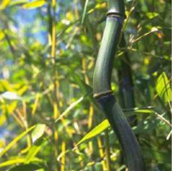 Phyllostachys Alata