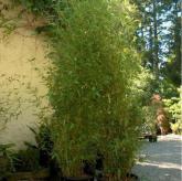 Phyllostachys Aurea