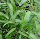 Pseudosasa Japonica