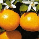 Mandarinier