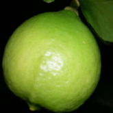 Limetier - Citron vert