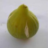 Goutte d'or