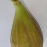 Longue d'Août