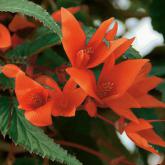 Summerwings Orange Pw®