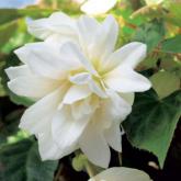 Belleconia Ivory Pw®