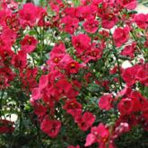 Breezee Red Pw®