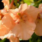 Breezee Apricot Pw®