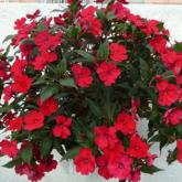 Sunpatiens Compact Red