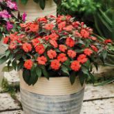 Sunpatiens Compact Orange