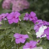 Sunpatiens Compact Lilas
