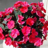 Sunpatiens Compact Deep Rose