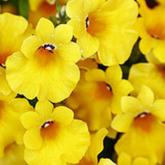 Sunsatia Plus Retombant Quince Pw®