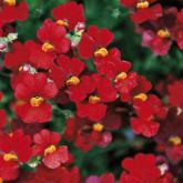 Sunsatia Plus Retombant Granada Pw®