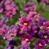 Sunsatia Plus Retombant Ciruela Impr. Pw®