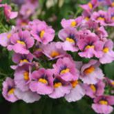 Sunsatia Erige Cassis