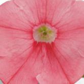 Petunia Veranda Salmon