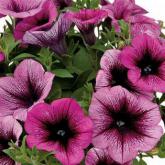 Veranda Orchid Pw®