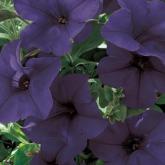 Surfinia Violet