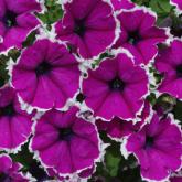Corona Amethyst Pw®