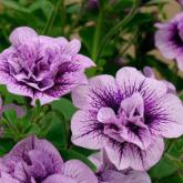 Conchita Lavender Bouquet Pw®