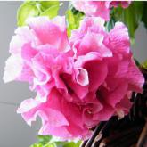 Conchita Doble Pink Pw®