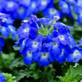 Vepita Blue Ice
