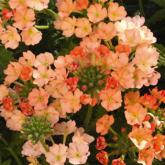 Ret. Estrella Peach