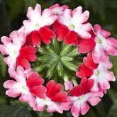 Lanaii Twister Red