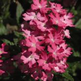 Superbena Coral Pearl