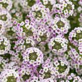 Lobularia (Alyssum) Princess In Purple