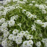 Lobularia (Alyssum) Primavera Snow Princess