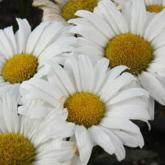 Leucanthemum Daisy May Pw®