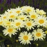 Leucanthemum Banana Cream