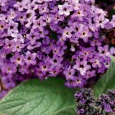 Heliotropium Incense Pw®