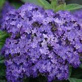 Heliotropium Blue Bouquet
