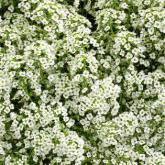 Euphorbe Hypericifolia Diamond Frost Pw®