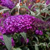 Buddleya Buzz Violet Pw®