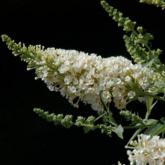 Buddleya Buzz Ivory Pw®