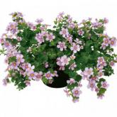 Bacopa Suteranova Big Pink Pw ®
