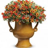 Peach Cobbler