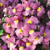 Karoo Pink Ameliore Pw
