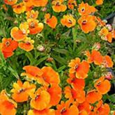 Sunsatia Plus Retombant Clémentine Pw®