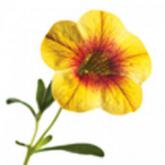 Superbells Apricot Punch Pw®