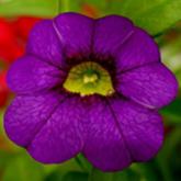 Superbells Imperial Purple Pw®