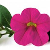 Superbells Pink Pw®