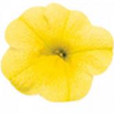 Superbells Yellow Pw®
