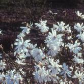 Stellata Waterlily