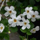 Bacopa Suteranova White