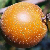 Pyrus Pyrifolia